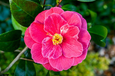 Ukanda Rose Plant(Hybrid, Pack of 1)