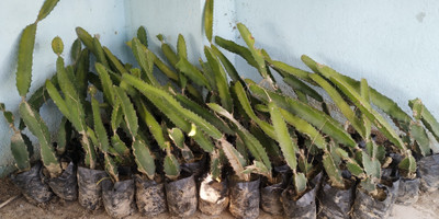 Bakuchi Dragon Tree(Hybrid, Pack of 1)