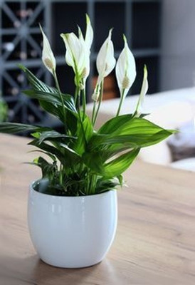 MAITRA AND SONS Peace Lily Plant(Hybrid, Pack of 1)