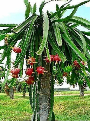 LeafLinkPlants Dragon Tree(Hybrid, Pack of 1)