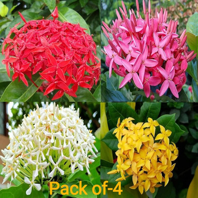 Greenery Nursery Trothic Ixora/Chethi Plant(Hybrid, Pack of 1)
