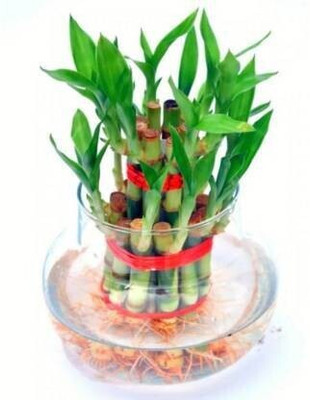 aaryason Two Layer Bamboo Plant(Hybrid, Pack of 1)