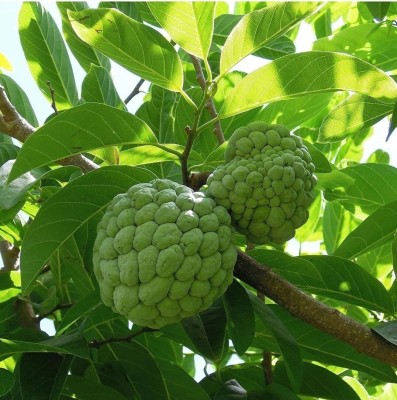 VIJAY GREENERY Custard Apple Plant(Hybrid, Pack of 1)