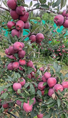samarthgreen Apple Plant(Hybrid, Pack of 1)