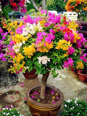 Cloud Farm Baugainvillea Plant(Hybrid, Pack of 1)