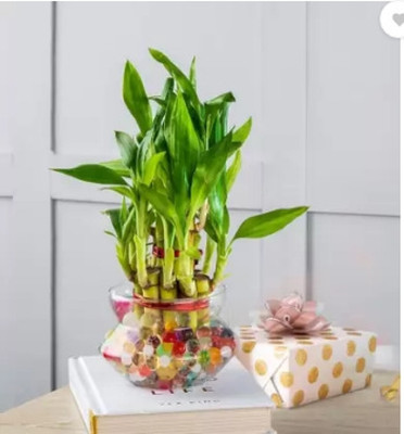 BALA PLANT CREATION Two Layer Bamboo Plant(Pack of 1)