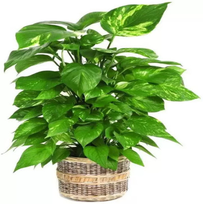 Augadh Money Plant(Hybrid, Pack of 1)