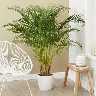 Cloud Farm Areca Palm(Hybrid, Pack of 1)