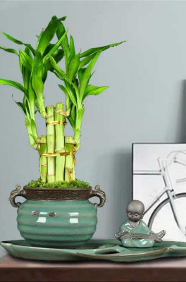 ARYAN EVERGREEN Two Layer Bamboo Plant(Hybrid, Pack of 1)