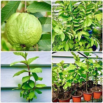Bakuchi Guava Plant(Hybrid, Pack of 1)