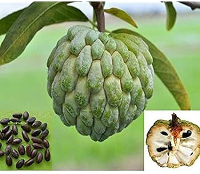 Majumder Enterprise Custard Apple Plant(Hybrid, Pack of 1)