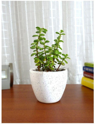 SKDIYA Jade Plant(Hybrid, Pack of 1)
