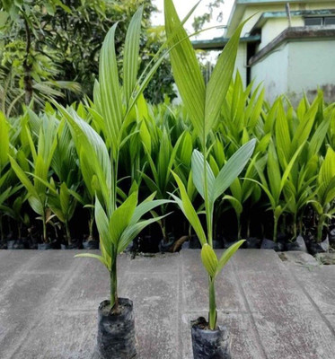 LeafLinkPlants Betel Nut/Supari Plant(Hybrid, Pack of 1)