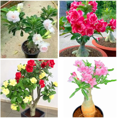 FIRESPLASH Adenium Plant(Hybrid, Pack of 4)