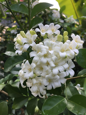 ALOCHUZ Madhu Kamini Plant(Hybrid, Pack of 1)