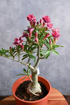 FloraFusion Adenium Plant(Hybrid, Pack of 1)