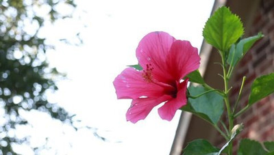 NATURESNURSERYY Hibiscus Plant(Hybrid, Pack of 1)