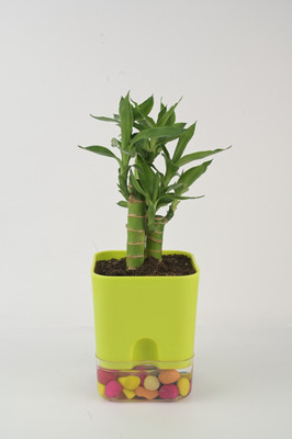 AVR with Happiness inhouse Lotus Plant(Pack of 1)