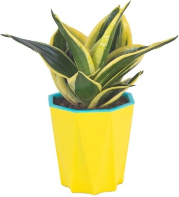 JESAA GREENS Sansevieria Cylindrica Plant(Pack of 1)
