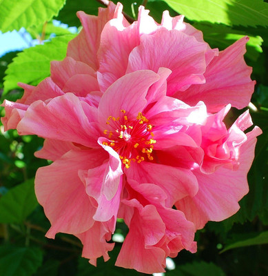 GLOBQRO Hibiscus Plant(Hybrid, Pack of 1)