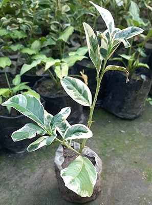 KUMUBON TRADES Lemon Plant(Hybrid, Pack of 1)