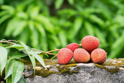 Aywal Lychee Seeds For Home Garden Seed(2 per packet)
