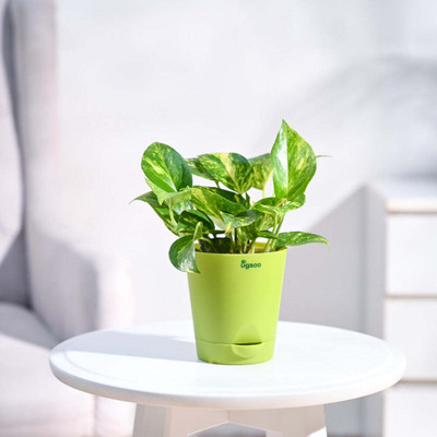 UGAOO Variegated Money Plant(Pack of 1)