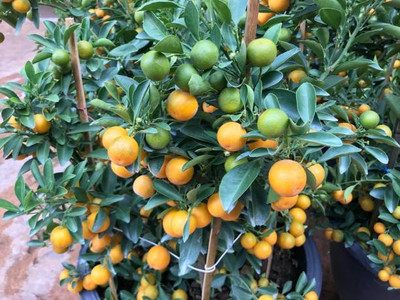 Manjunursery Sweet Lemon Plant(Hybrid, Pack of 1)
