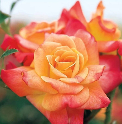 EarthAngel Rose Plant(Hybrid, Pack of 1)