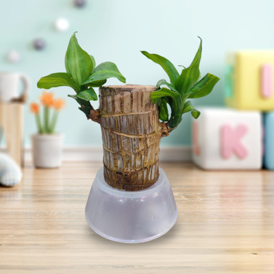 GRIVA CREATION Mini Brazalian wood, Pothos Silk Plant(Pack of 1)