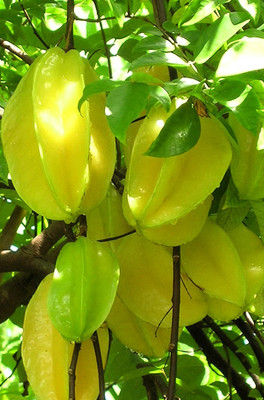 Greenearth Star Fruit Carambola Grafted Plant(Hybrid, Pack of 1)