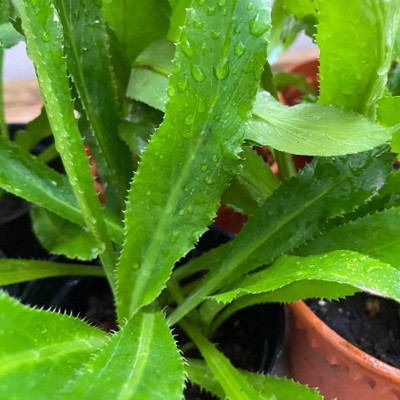 ABEFARIYA Coriander Plant(Hybrid, Pack of 1)