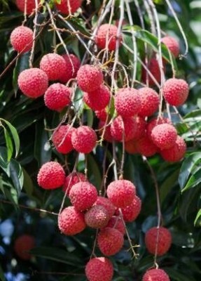 dream shop now Litchi Plant(Hybrid, Pack of 1)