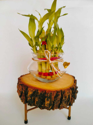 Gabbro Two Layer Bamboo Plant(Pack of 1)