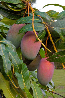 BALA PLANT CREATION Mango Plant(Hybrid, Pack of 1)