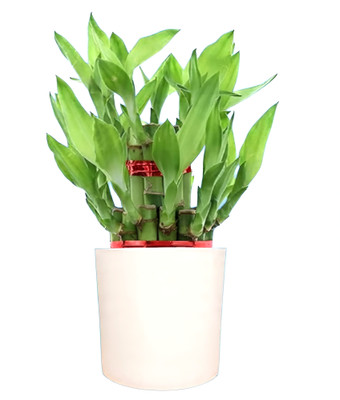 Nursery Hub Two Layer Bamboo Plant(Hybrid, Pack of 1)