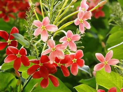 GLOBQRO Madhu Kamini Plant(Hybrid, Pack of 1)