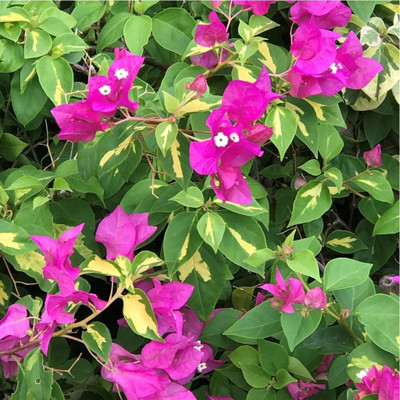 KS TRADERS Bougainvillea Plant(Hybrid, Pack of 1)