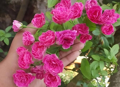 Global Goods Supplier Rose Plant(Hybrid, Pack of 1)