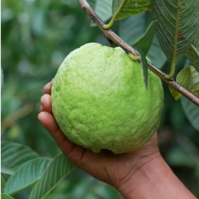thai guava Guava Plant(Hybrid, Pack of 1)