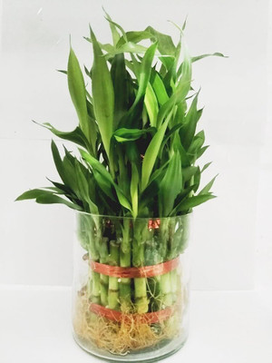 GISLENUS Lucky Bamboo Straight Stick(Hybrid, Pack of 1)