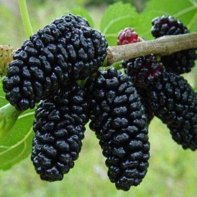 the green dotcom Shahtoot/Mulberry Plant(Hybrid, Pack of 1)