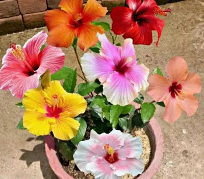 YourPlant Hibiscus Plant(Hybrid, Pack of 1)