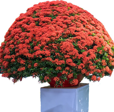 Cloud Farm Trothic Ixora/Chethi Plant(Hybrid, Pack of 1)