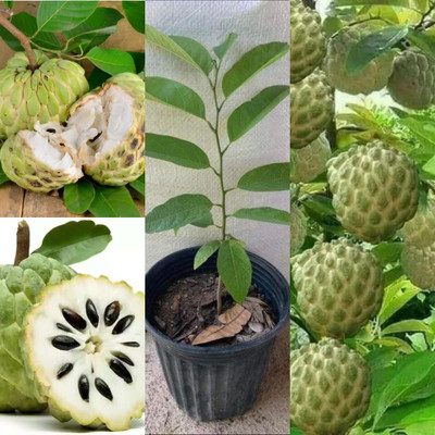 Cloud Farm Custard Apple Plant(Hybrid, Pack of 1)