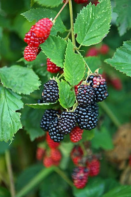 Cloud Farm Shahtoot/Mulberry Plant(Pack of 1)