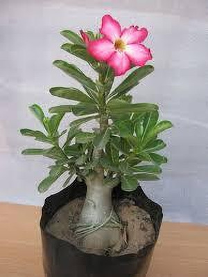 GreenyOn Adenium Plant(Hybrid, Pack of 1)