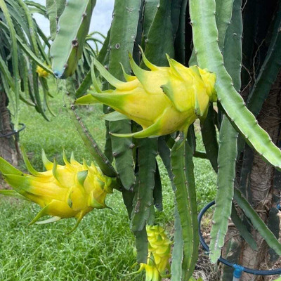 Kuri Dragon Tree(Hybrid, Pack of 1)