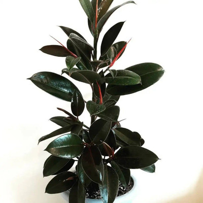Aquinnah Rubber Tree(Hybrid, Pack of 1)