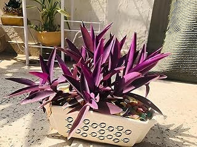 MAITRA AND SONS Wandering Jew Variegated Plant(Hybrid, Pack of 1)